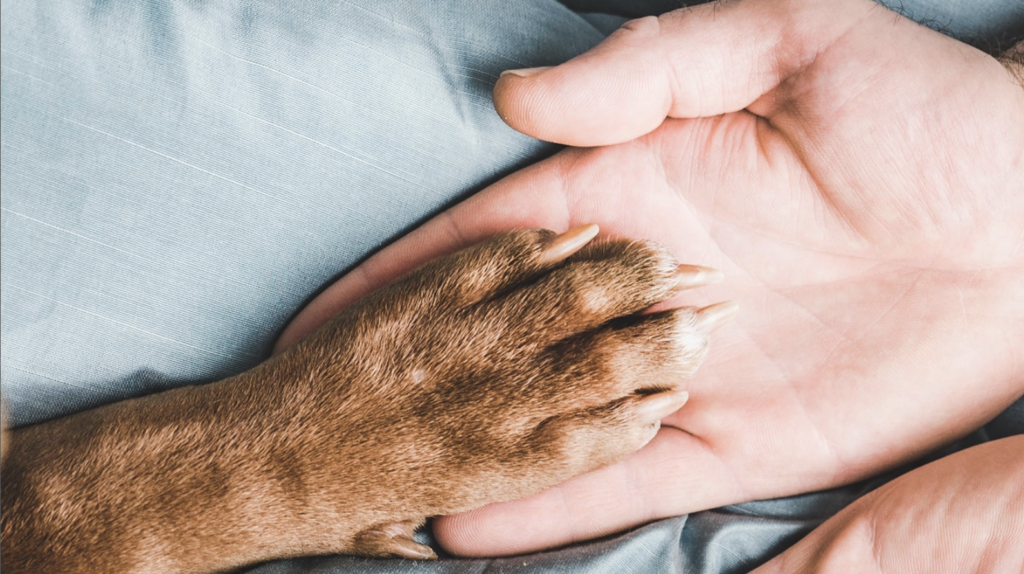 a dog's paw resting on the palm of a human hand