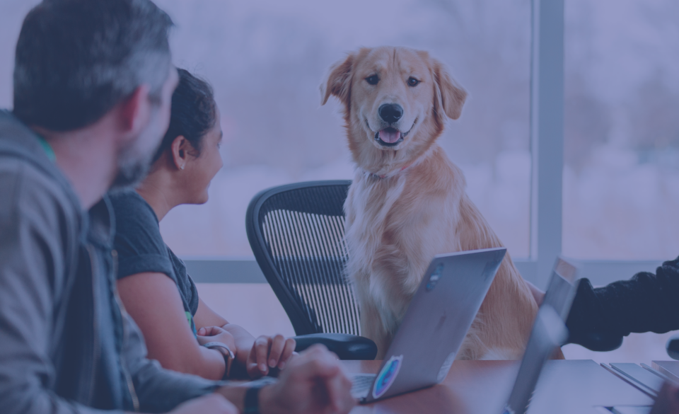 Dog sitting on a chair looking at laptop