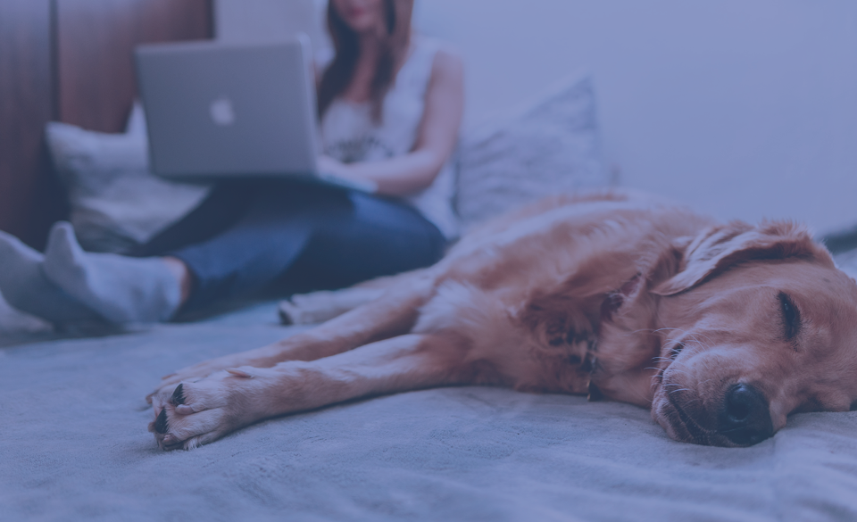 Dog sleeping in a bed with pet owner