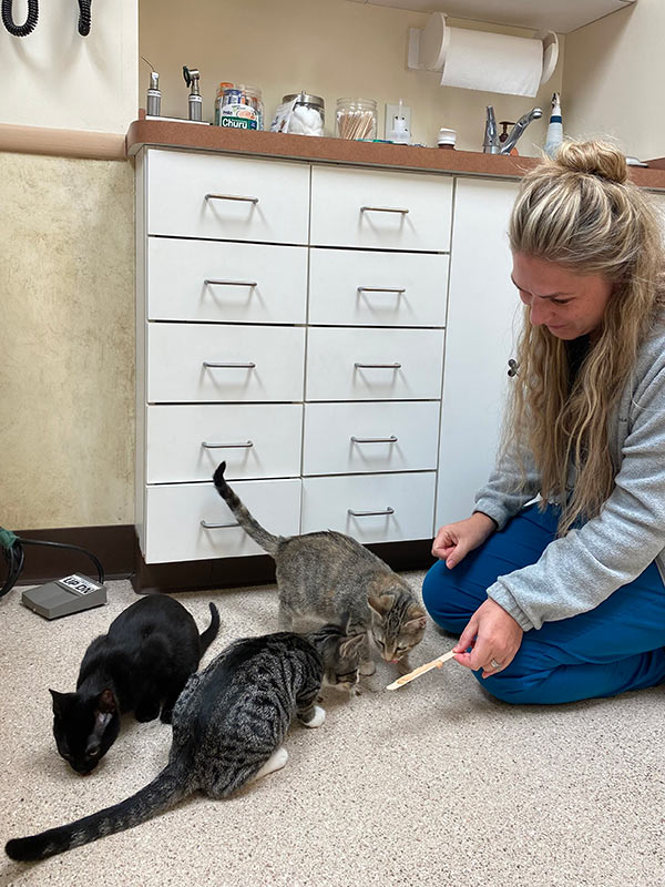 veterinary team member feeding kittens on a stick