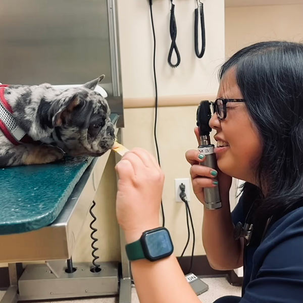 veterinarian examining dog