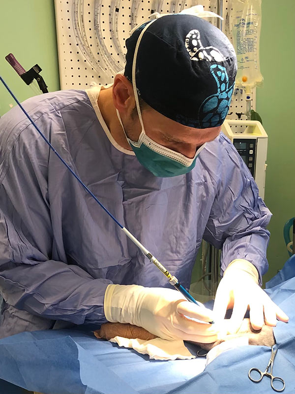 veterinarian performing a surgery