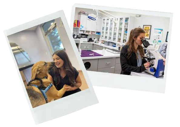 EverVet horizontal photo collage